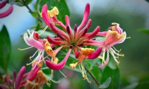 Αρωματικό  Έλαιο Αγιόκλιμα  ή Αιγόκλημα (Honeysuckle)