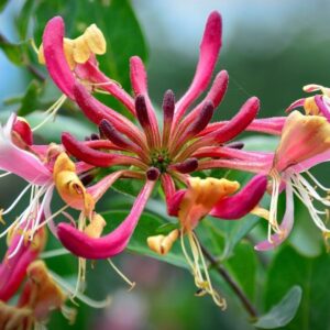 Αρωματικό  Έλαιο Αγιόκλιμα  ή Αιγόκλημα (Honeysuckle)