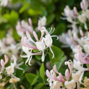 Αιθέριο Έλαιο Μελισσόχορτο