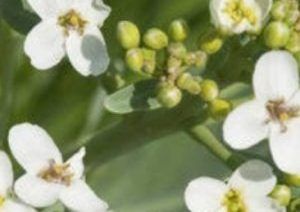 Έλαιο Αβησσυνίας (Abyssinian seed oil)