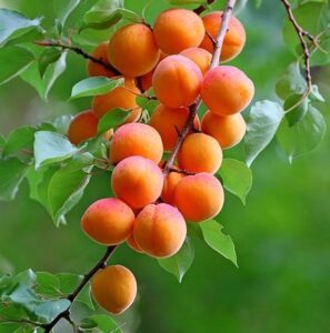 Βερικοκέλαιο