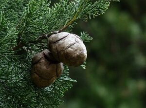 Αίθέριο Έλαιο Κυπαρρίσι
