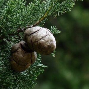 Αίθέριο Έλαιο Κυπαρρίσι