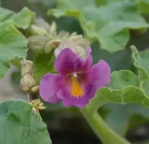 Μητρικό Βάμμα Αρπαγόφυτο