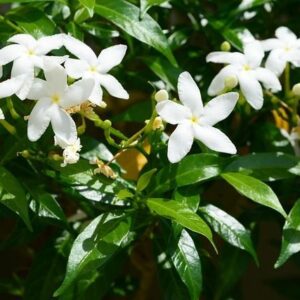 Αιθέριο Έλαιο Γιασεμί (σε αραίωση) 10ml