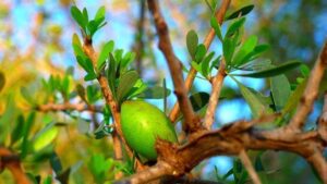Έλαιο Αργκάν (Argan Oil)