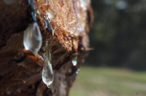 Αιθέριο Έλαιο Μαστίχα 1ml