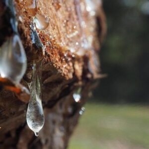 Αιθέριο Έλαιο Μαστίχα 1ml