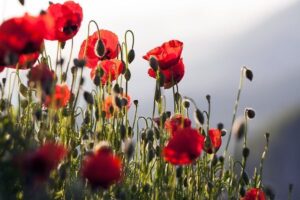 Παπαρουνόσπορος