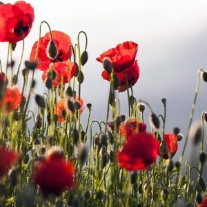 Παπαρουνόσπορος