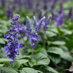 Αιθέριο Έλαιο Πατσουλί