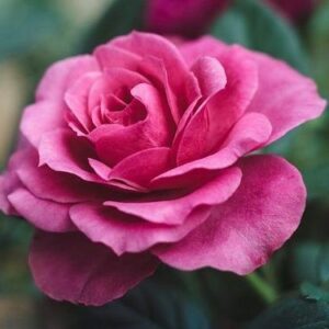 Άρωμα-Γεύση Τριαντάφυλλο