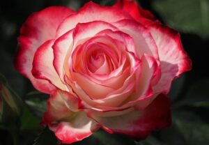 Αιθέριο Έλαιο Τριαντάφυλλο (σε αραίωση) 10ml