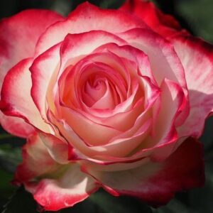 Αιθέριο Έλαιο Τριαντάφυλλο (σε αραίωση) 10ml