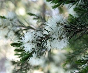Αιθέριο Έλαιο Tea Tree