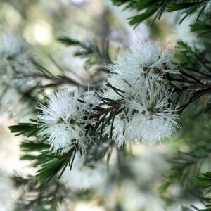 Αιθέριο Έλαιο Tea Tree