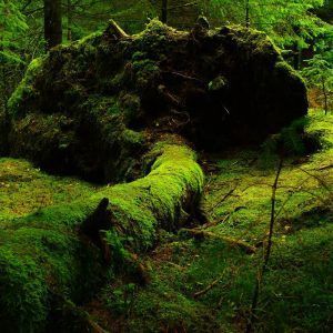 Θεραπεία με Βρύα και Λειχήνες