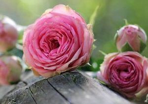 Αιθέριο Έλαιο Τριαντάφυλλο Absolut