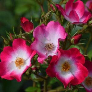 Έλαιο αγριοτριαντάφυλλο (Rose Hip oil)