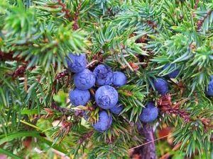 Αιθέριο Έλαιο Άγριο κυπαρίσσι- Άρκευθος