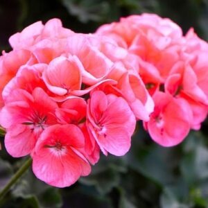 Αιθέριο  Έλαιο Γεράνι