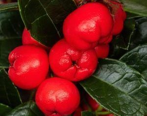 Αιθέριο  Έλαιο Γωλθερία (Wintergreen)