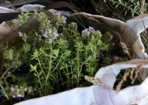 Αιθέριο Έλαιο Θυμάρι