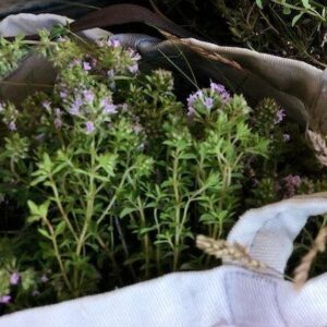 Αιθέριο Έλαιο Θυμάρι