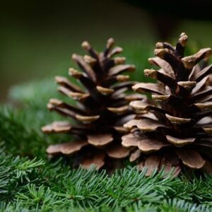 Αιθέριο  Έλαιο Πεύκο