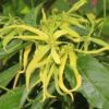 Αιθέριο Έλαιο Υλάνγκ Υλάνγκ (Ylang Ylang)