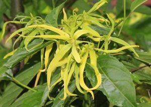 Αιθέριο Έλαιο Υλάνγκ Υλάνγκ (Ylang Ylang)