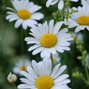 Αιθέριο  Έλαιο Χαμομήλι  (Ρωμαϊκό) 10ml