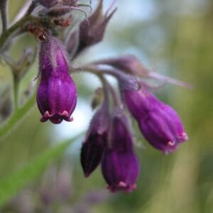 Αλλαντοϊνη (Allantoine)