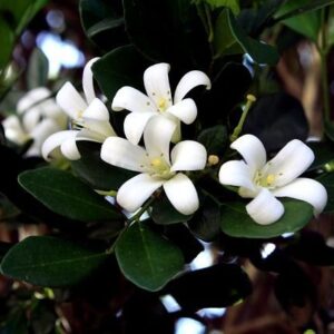 Ανθόνερο Γιασεμί