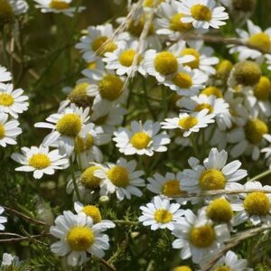 Ανθόνερο  Χαμομήλι
