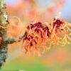 Ανθόνερο Αμαμελίδας (Witch Hazel)