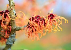 Ανθόνερο Αμαμελίδας (Witch Hazel)