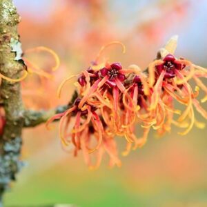 Ανθόνερο Αμαμελίδας (Witch Hazel)