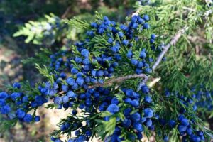 Άρωμα Blue Cedar