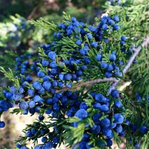 Άρωμα Blue Cedar