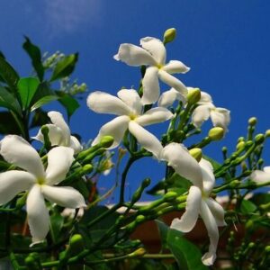 Άρωμα Γιασεμί