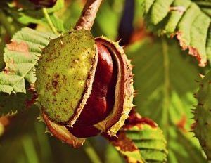 Μητρικό Βάμμα Ιπποκαστανέας (Horse Chestnut)