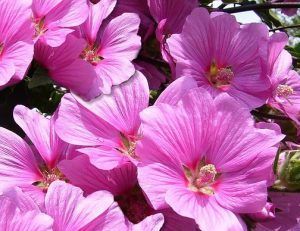 Μητρικό Βάμμα Μολόχας