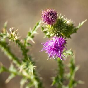 Μητρικό Βάμμα Γαϊδουράγκαθο