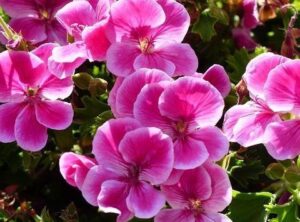 Ανθόνερο Γεράνι