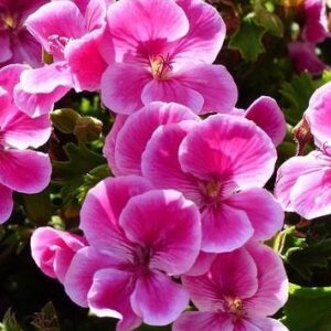 Ανθόνερο Γεράνι