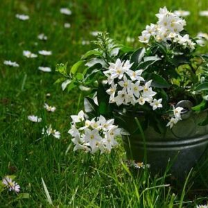 Αρωματικό  Έλαιο Γιασεμί