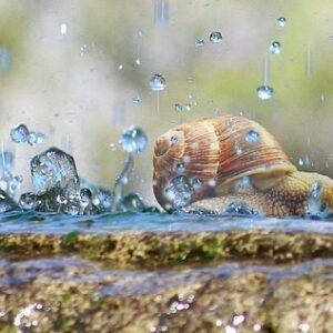 Έκκριμα  Σαλιγκαριού