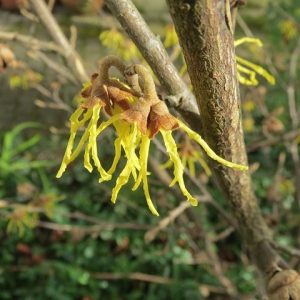 Εκχύλισμα Αμαμελίδας