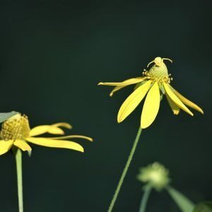 Έλαιο Άρνικα (Arnica Montana)